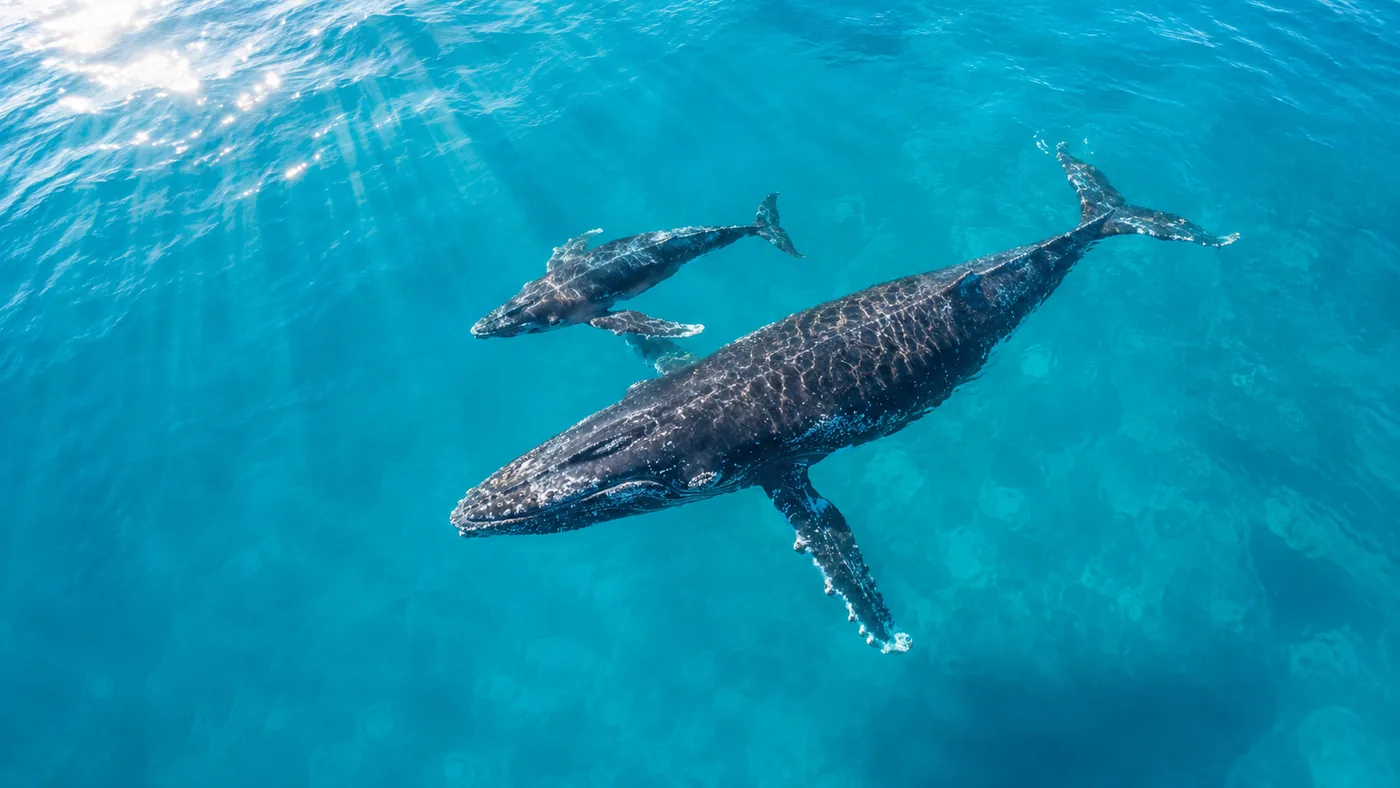 Passengers on a catamaran tour boat off Oahu, watching a humpback breach in the distance