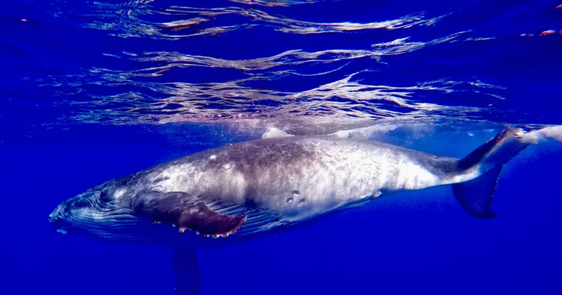 Oahu: Whale Watching Cruise Whales Guaranteed