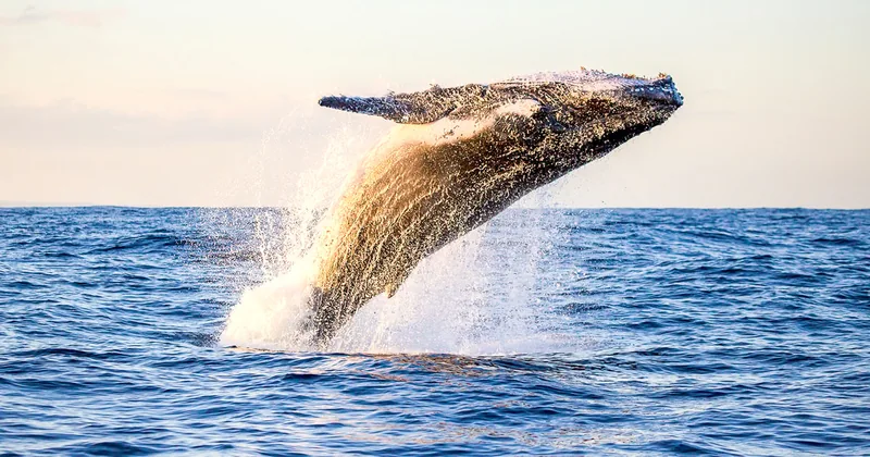 Oahu: Waikiki Eco-Friendly Morning Whale Watching Cruise