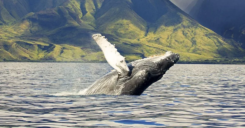 West Oahu: Eco-Friendly Whale Watching Cruise